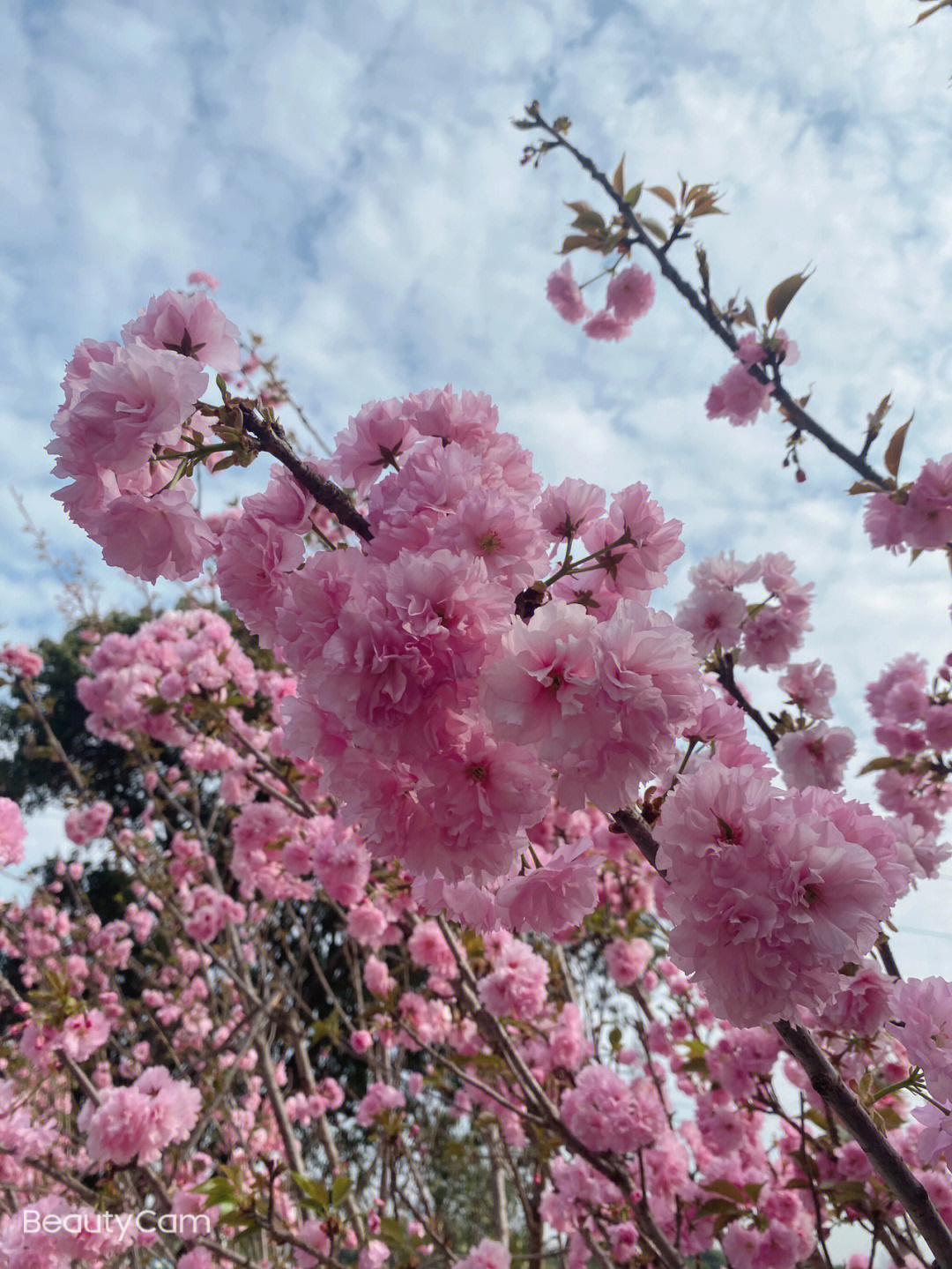 一方乐田樱花节图片