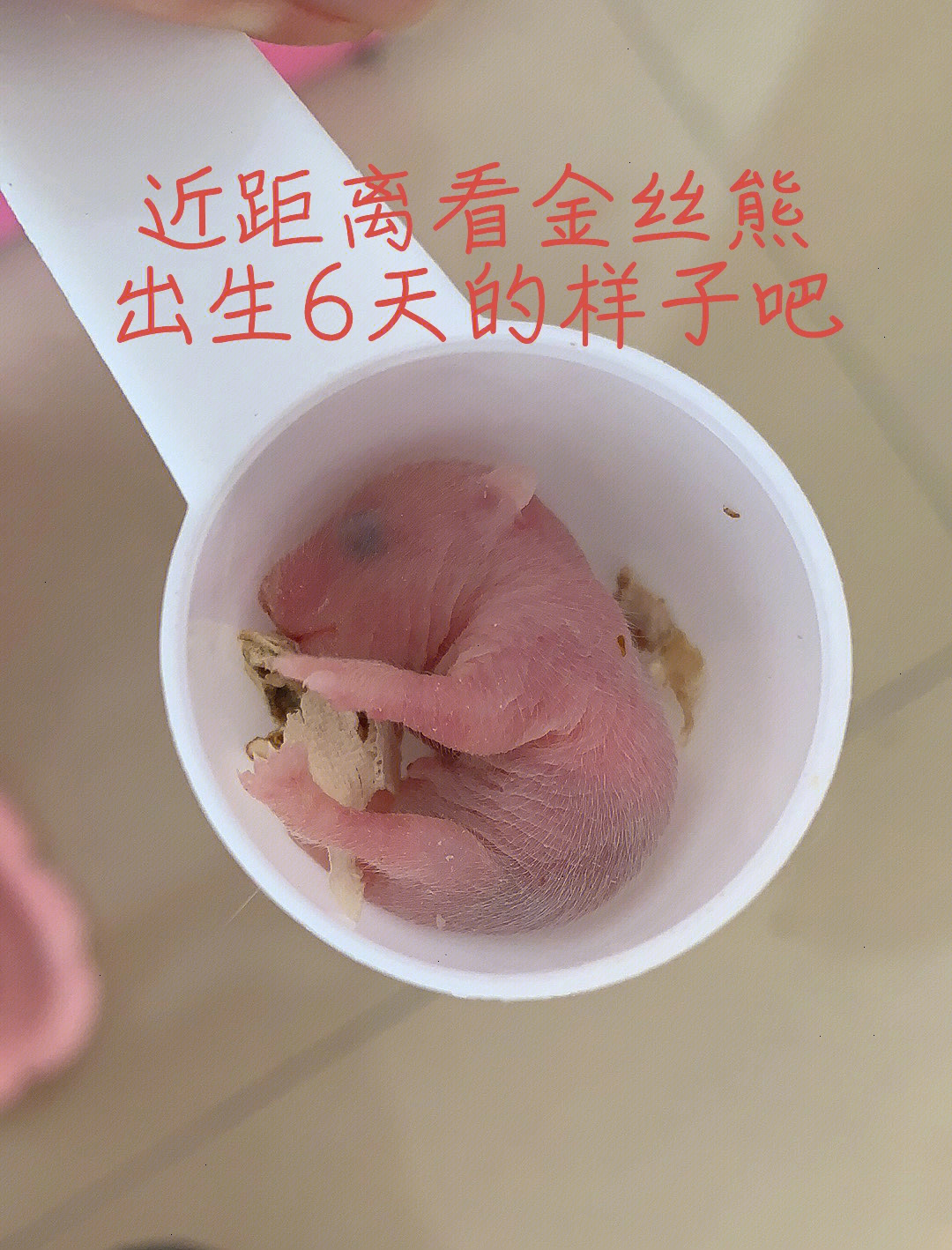 第一张网红鼠宝宝图片