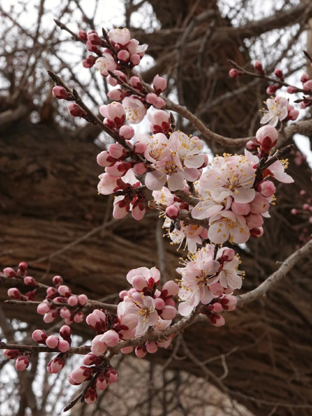 3月喀什大同乡杏花季