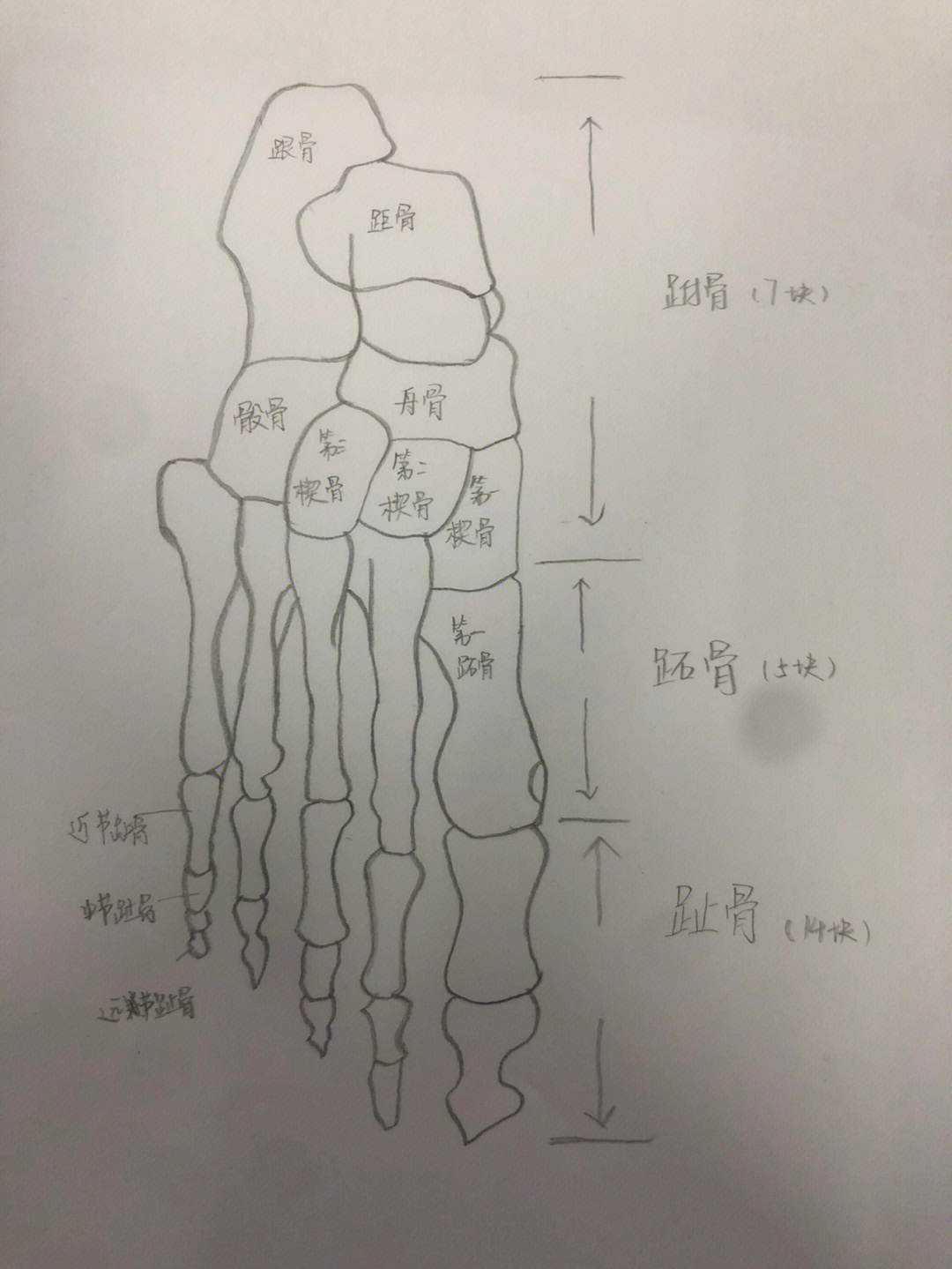 脚背的结构图图片
