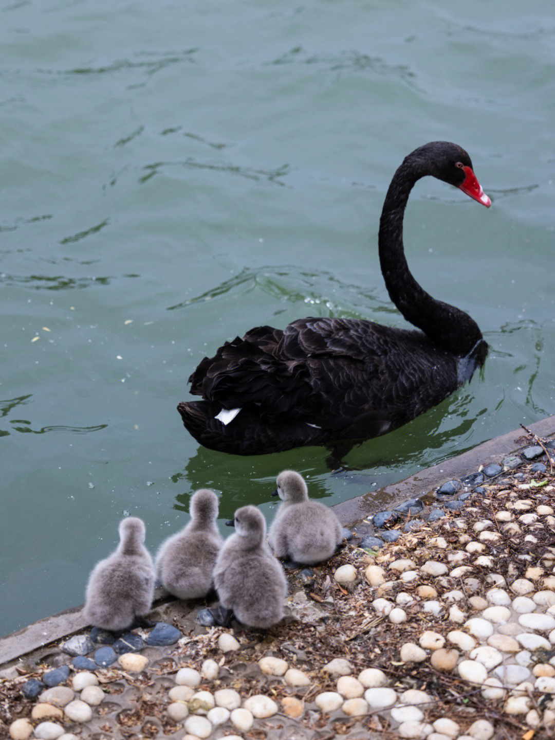 河南大学的黑天鹅生了4只鹅宝宝