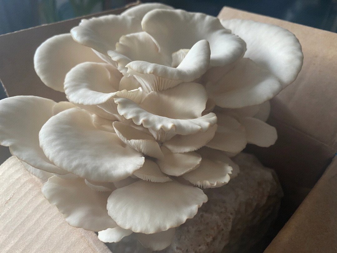 室内种植家养蘑菇成长记