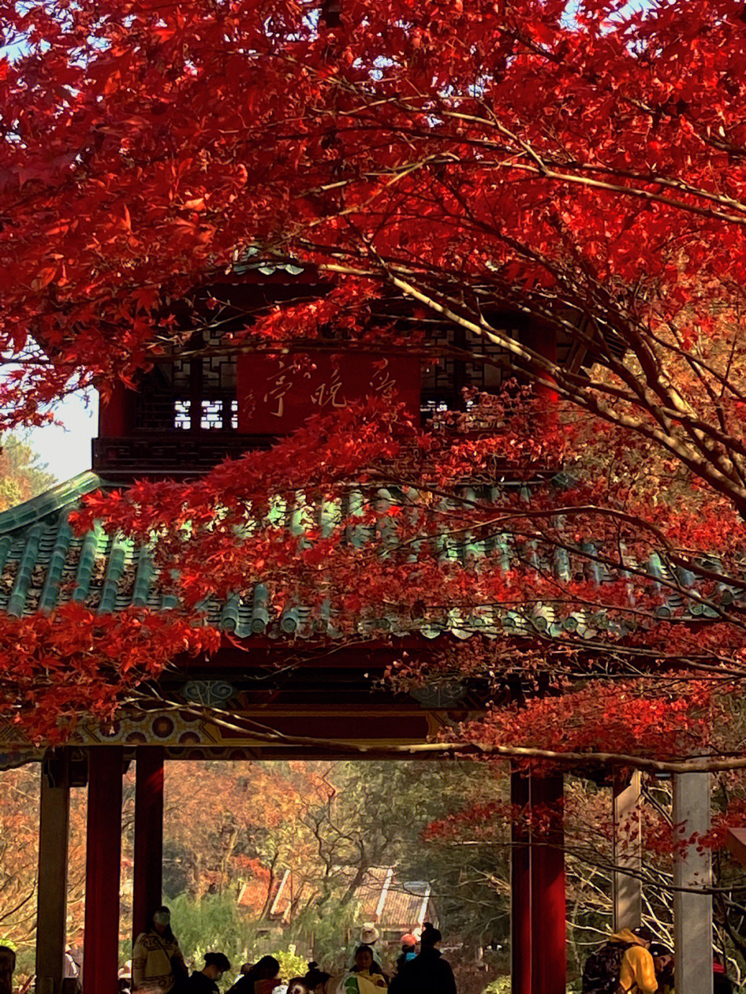 岳麓山枫叶图片