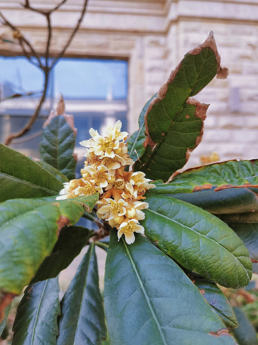 枇杷花恒大海上威尼斯度假区