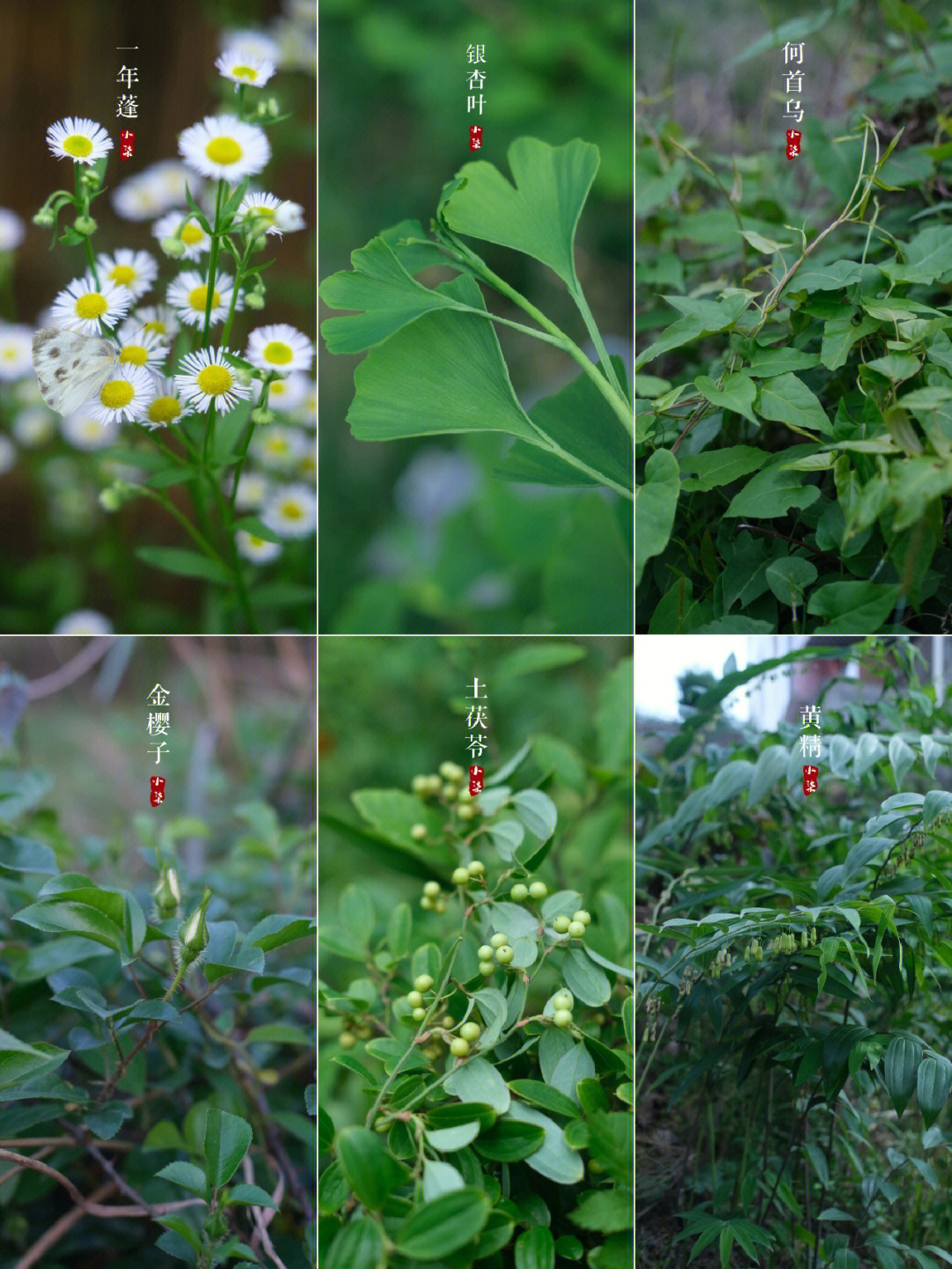 路边常见100种植物图片