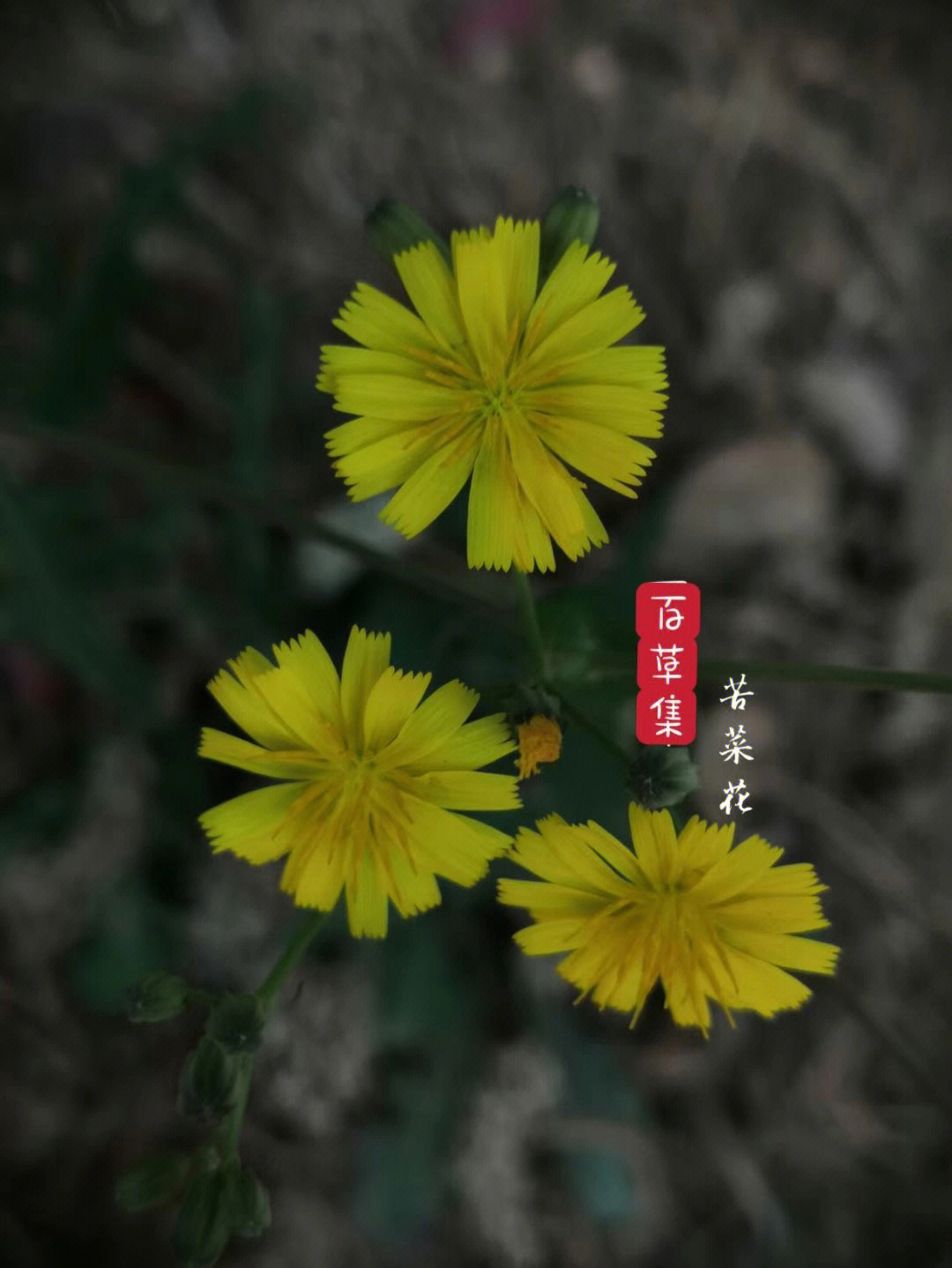 苦菜花44集大结局图片