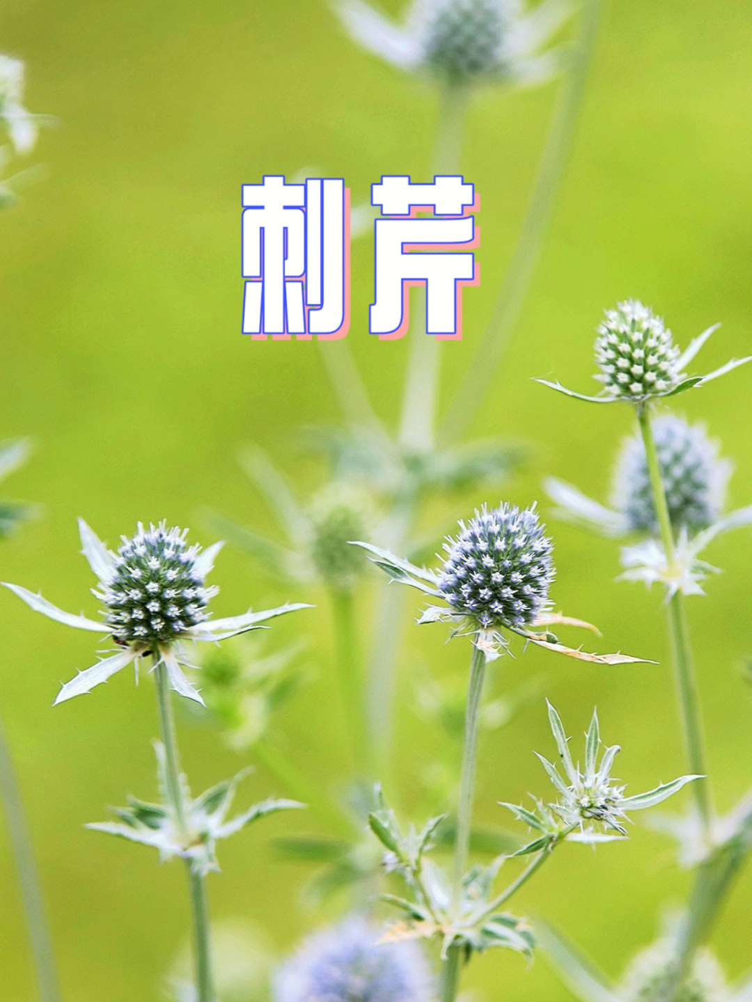 刺芹花的花语图片