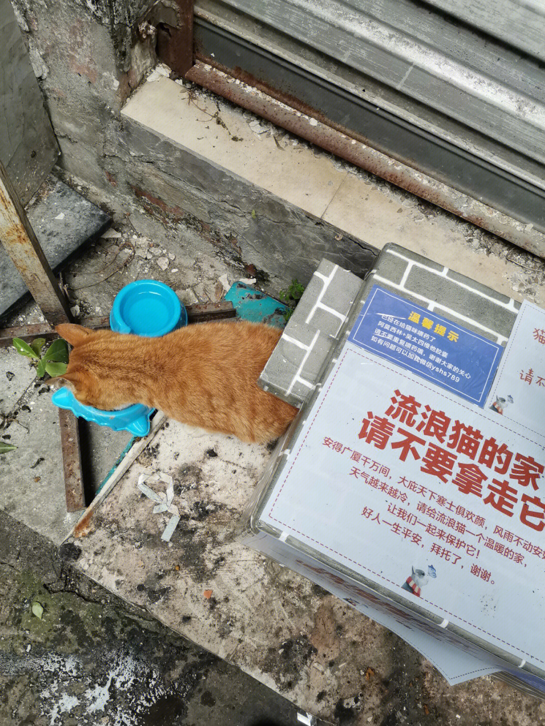 成都市流浪猫收留中心图片