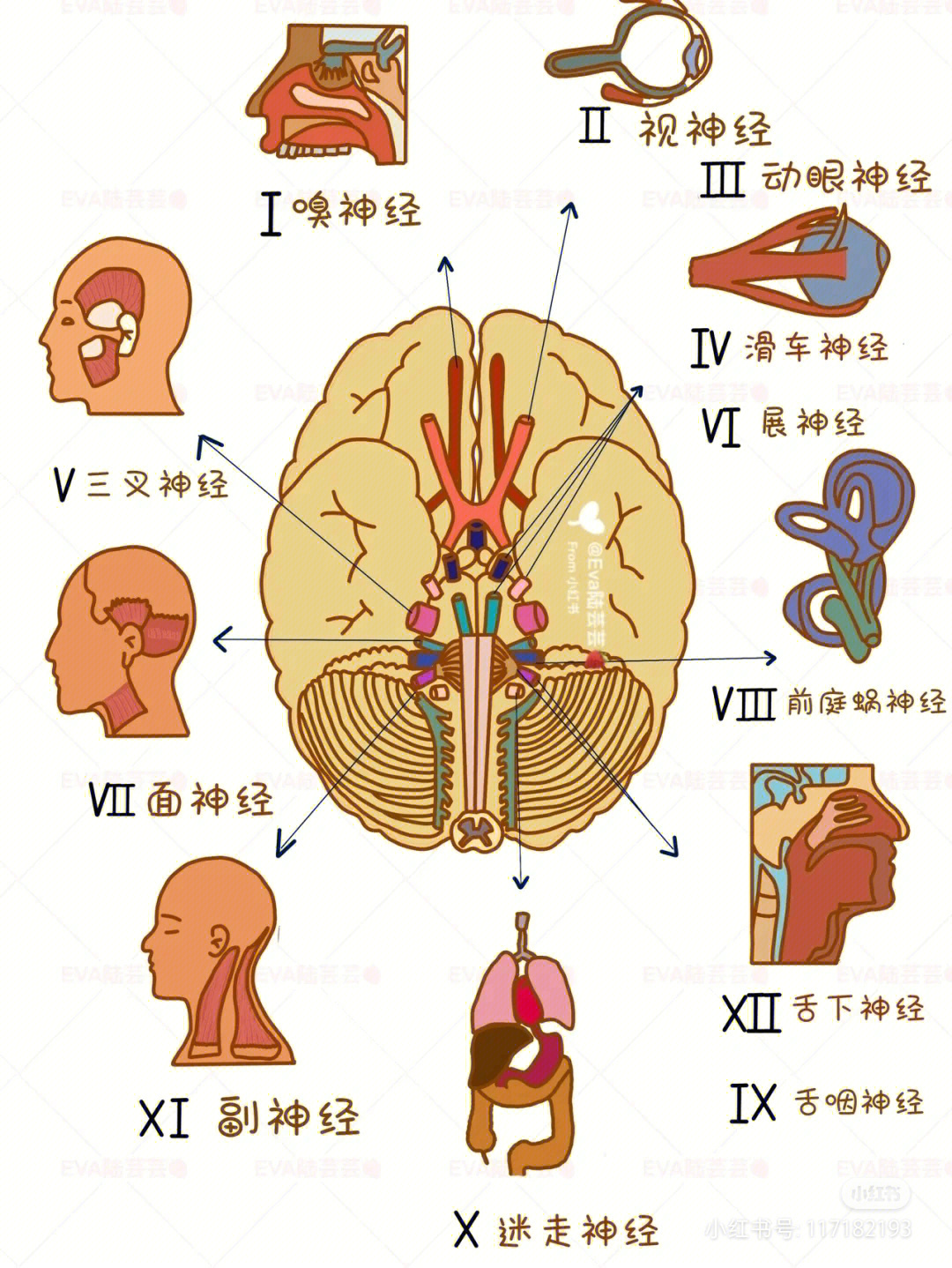 十二对脑神经