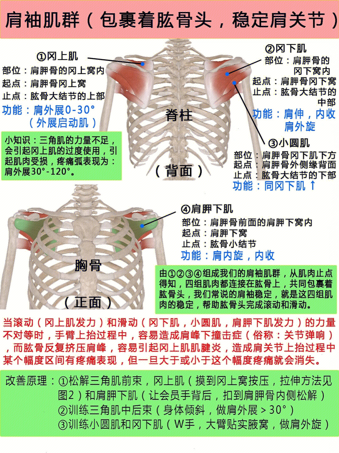 冈上肌位置真人图片