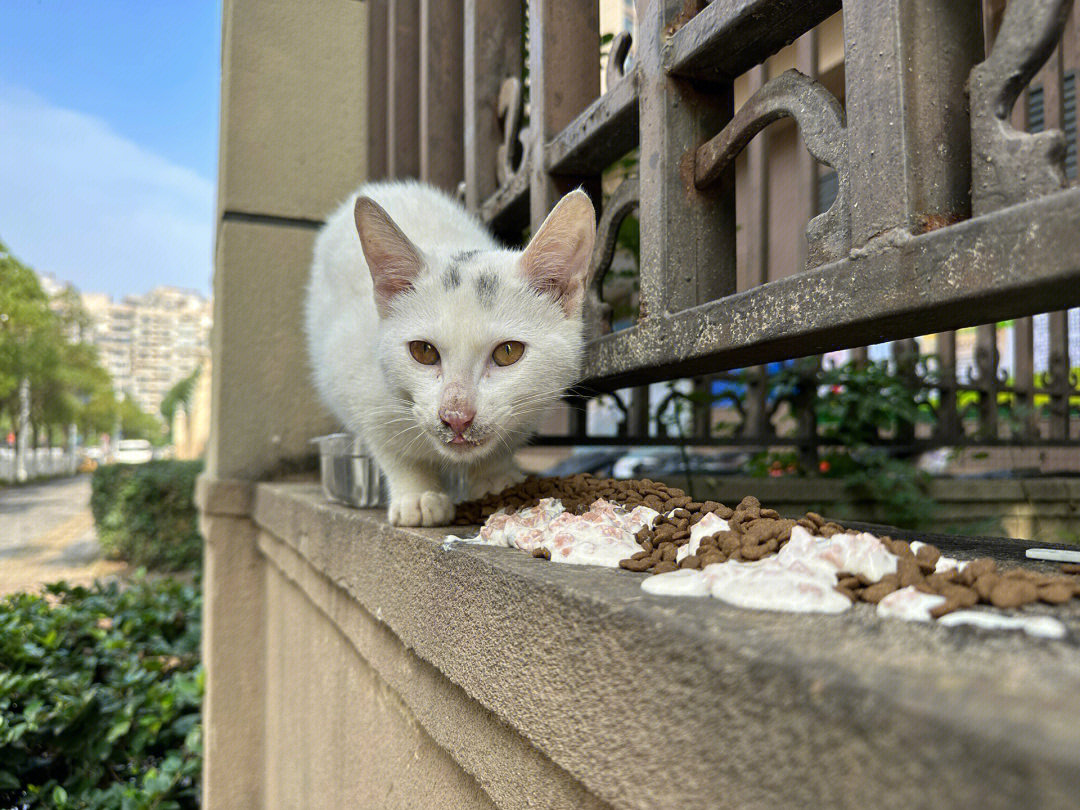 长得像猫的女生面相图片