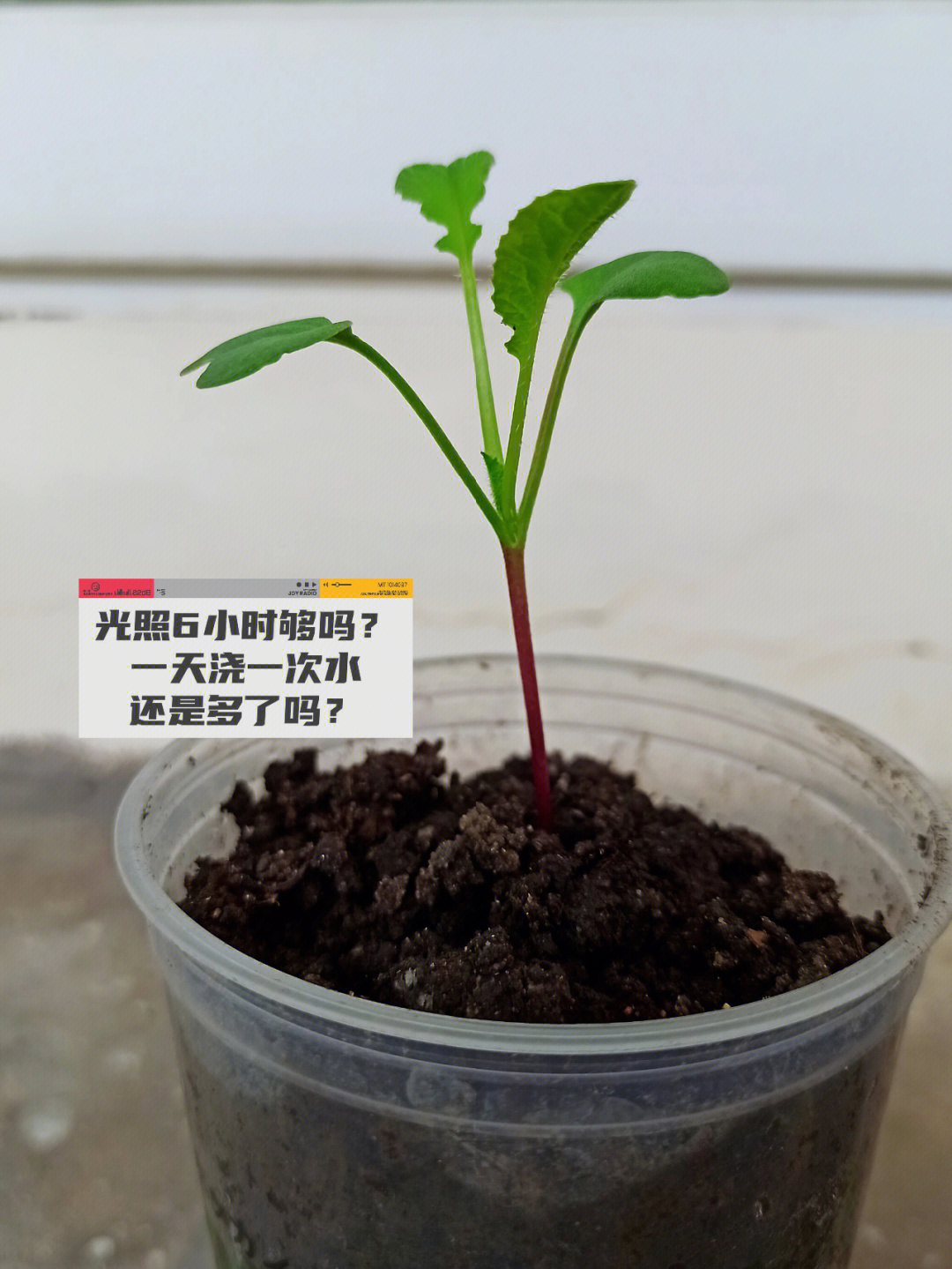 种植樱桃萝卜的手抄报图片