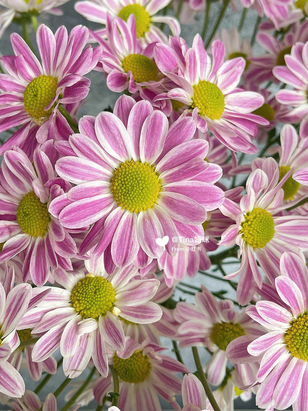 斑纹菊花语图片