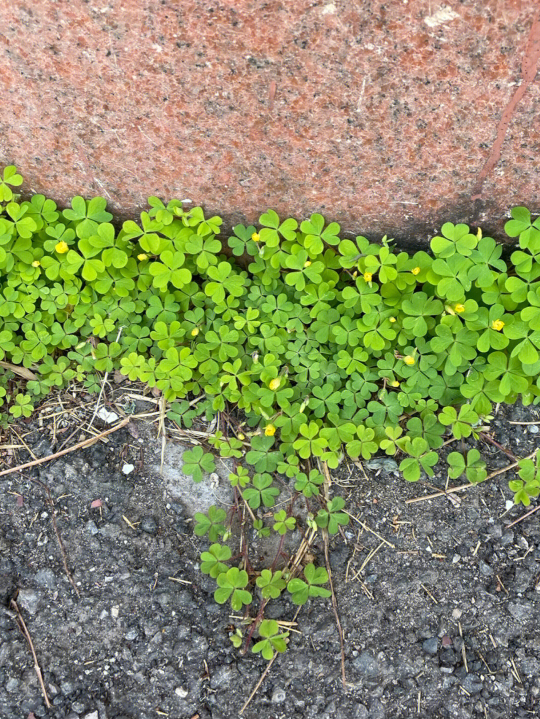 酸溜溜植物图片图片