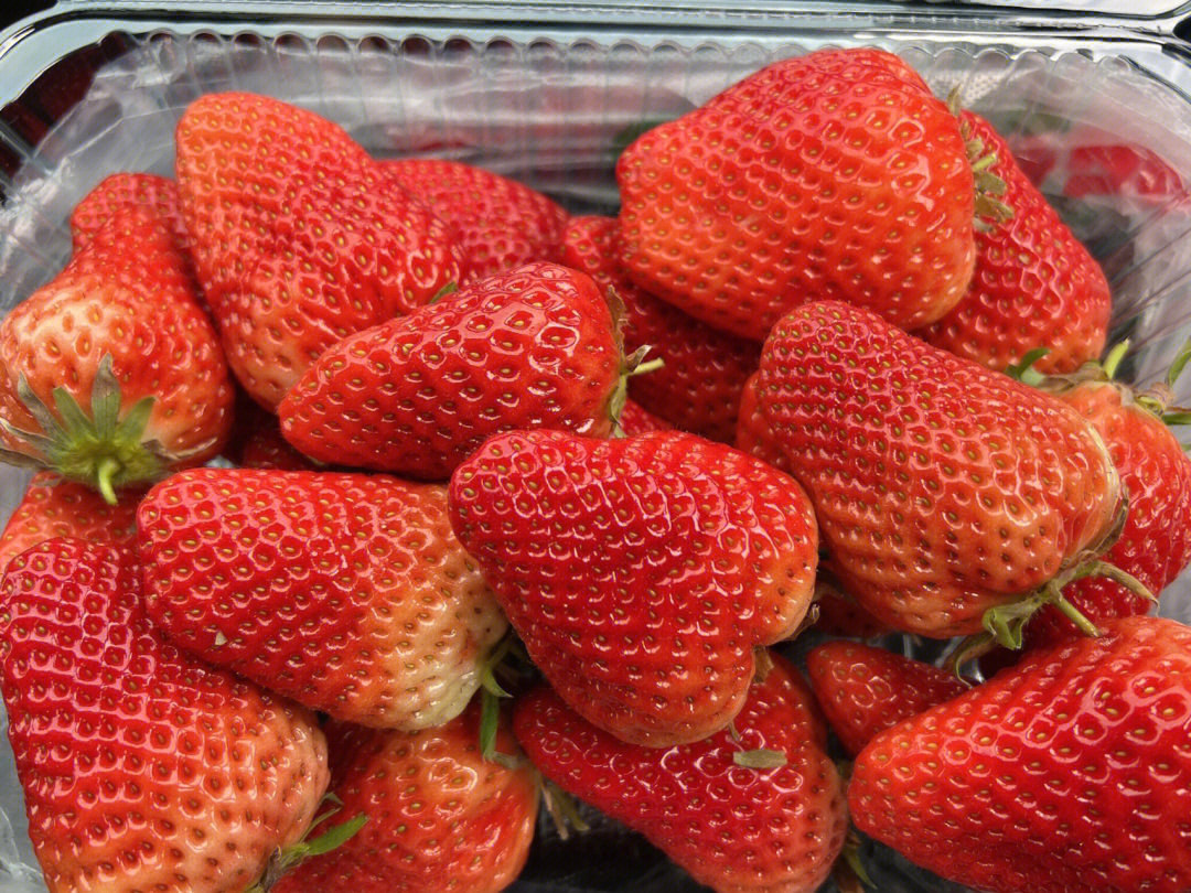 摘过最大的草莓