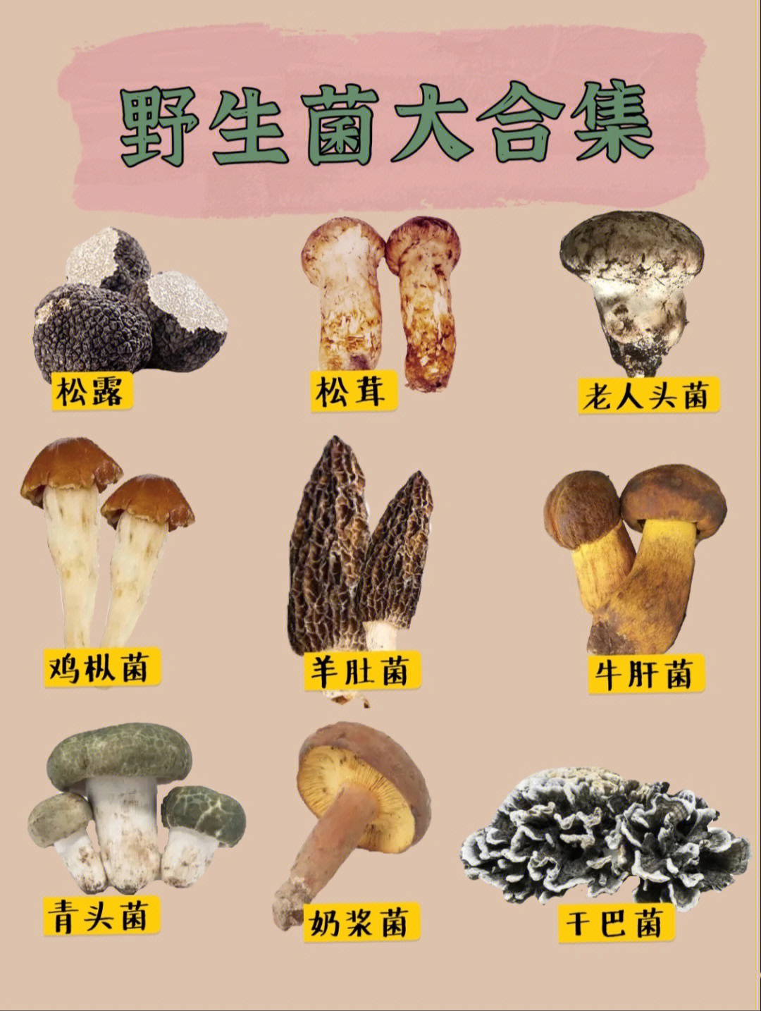 能吃的野生蘑菇名字图片