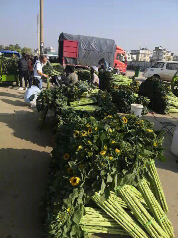 云南花卉市场实现鲜花自由