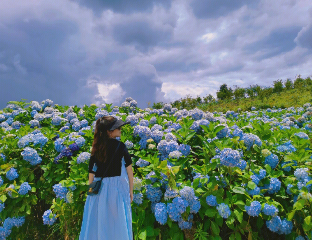 贵阳绣球花海