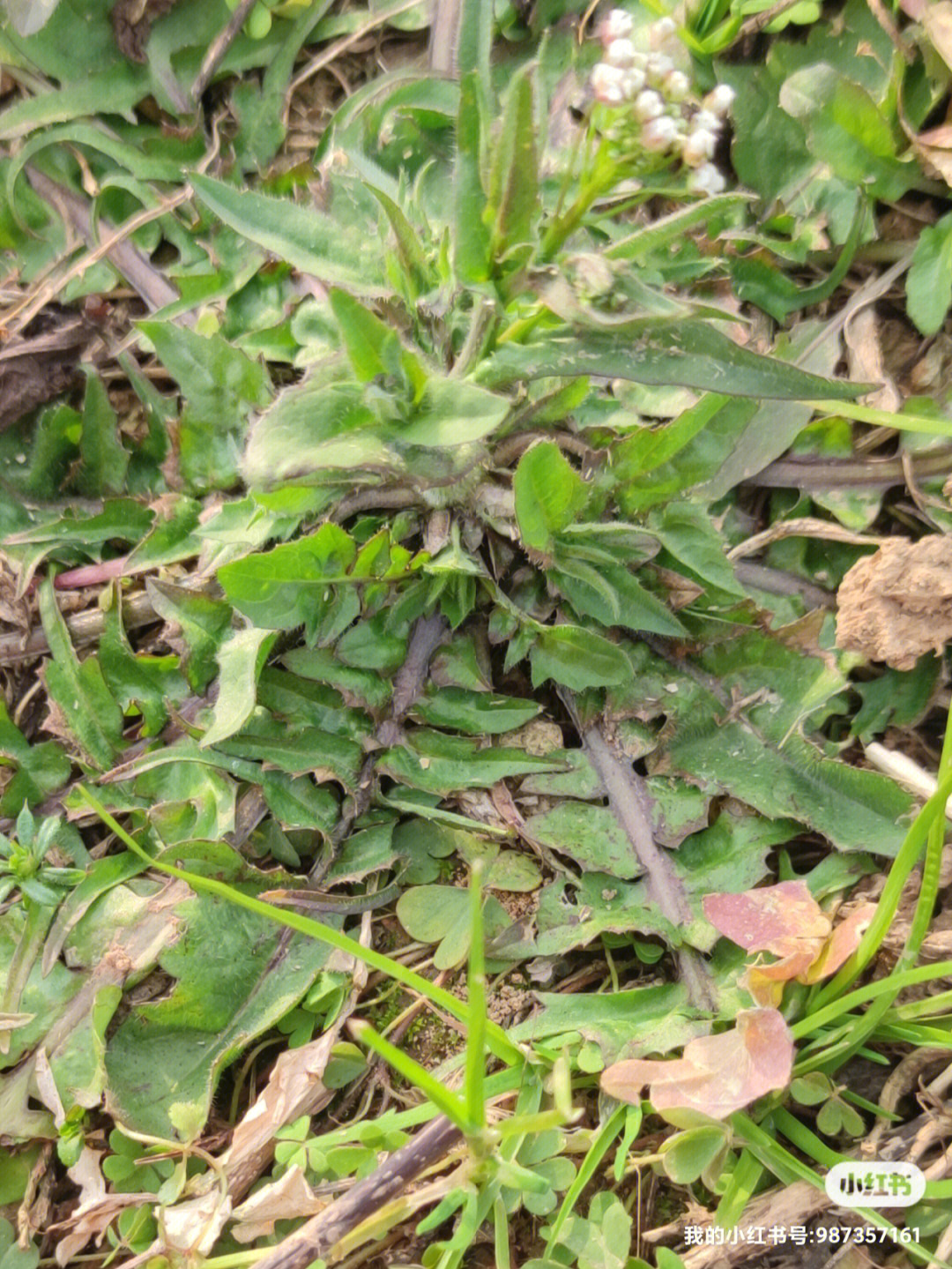 荠荠菜的种类图片