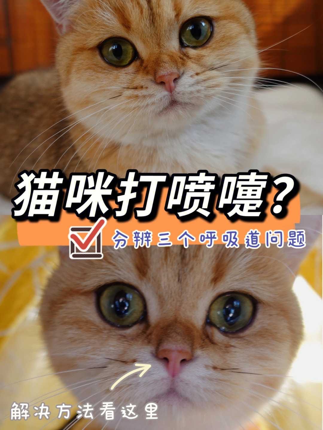 猫打喷嚏是怎么回事图片