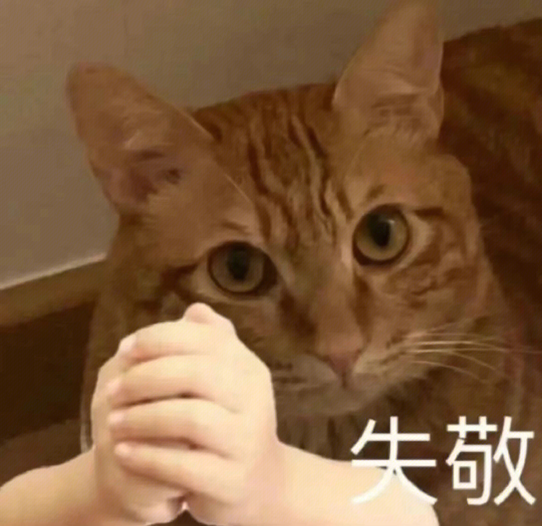 Beluga图片猫猫头图片