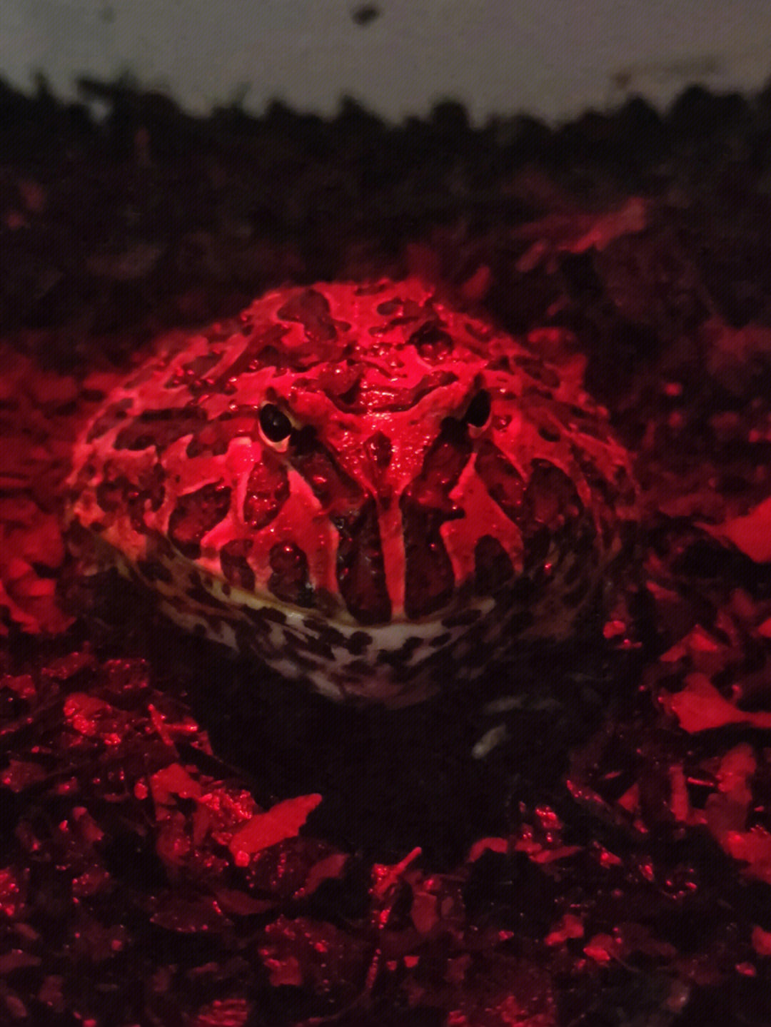 红钟角蛙