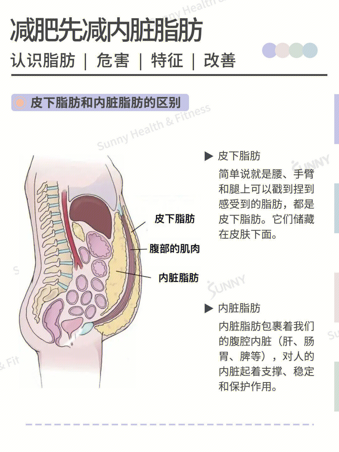 胖人的脂肪解剖图图片