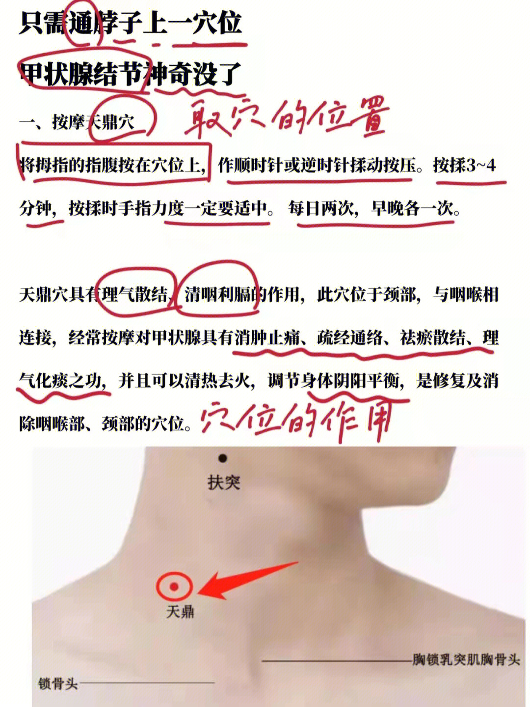 杨奕按摩甲状腺反射区图片