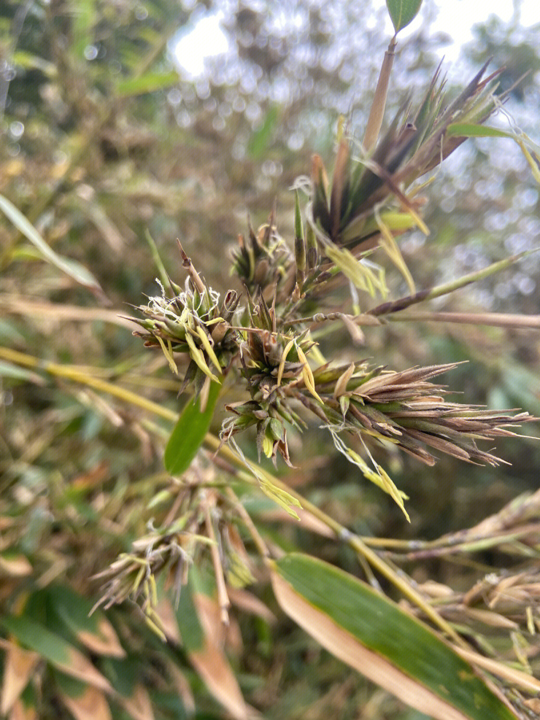 夏威夷竹开花图片图片