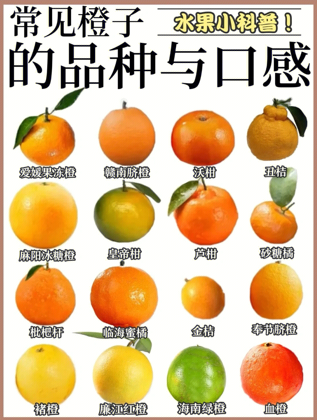 橙子种类及图片介绍图片