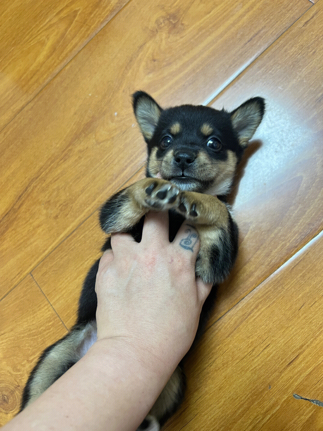 我家宠物好可爱#中华田园犬#四眼铁包金