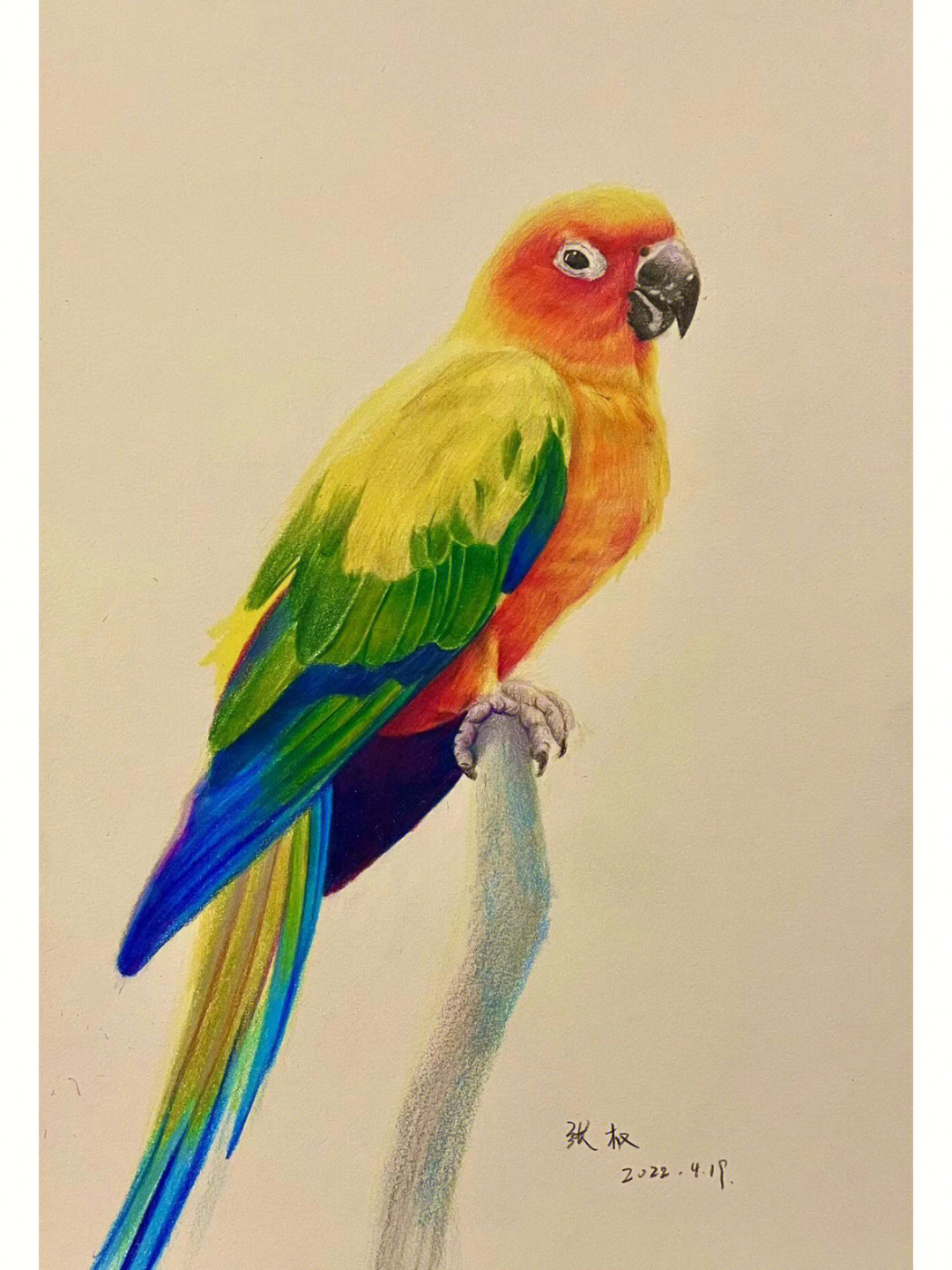 彩铅鹦鹉画法步骤教程图片