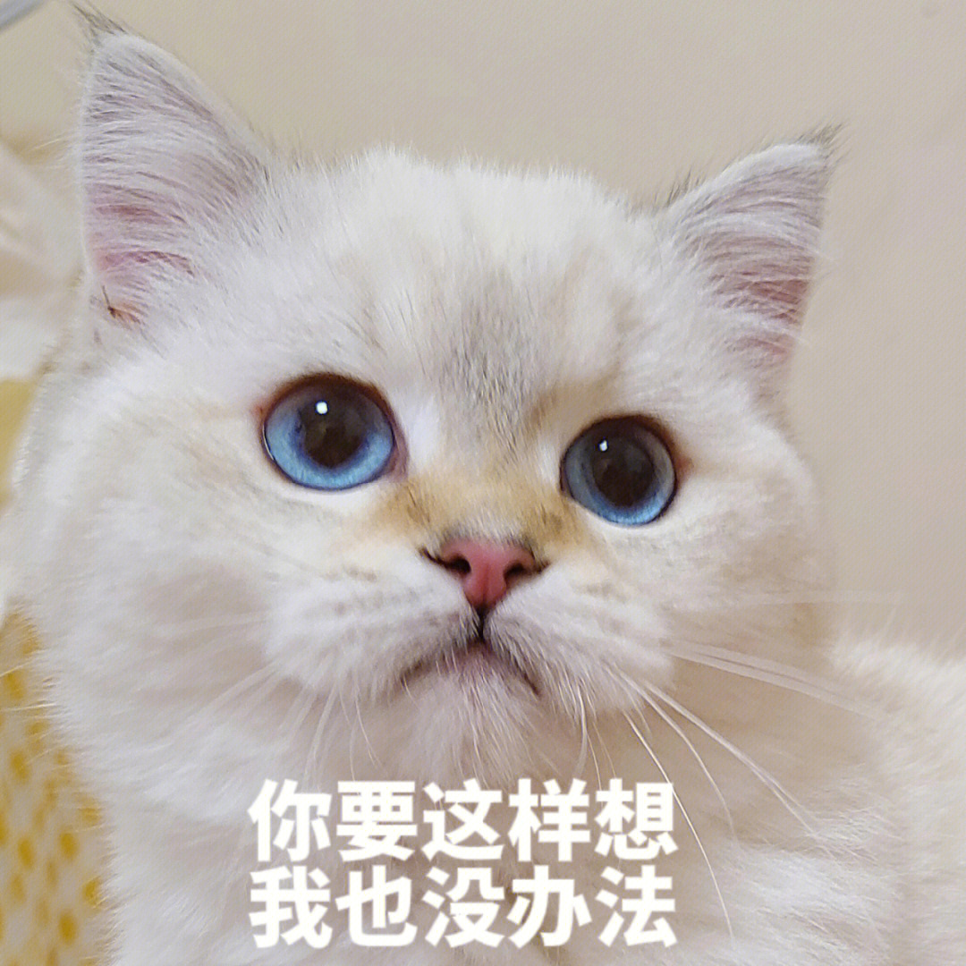 猫咪表情包之渣男语录