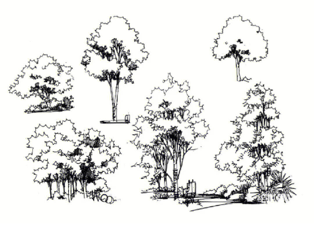 风景园林景观手绘线稿树木单体分享