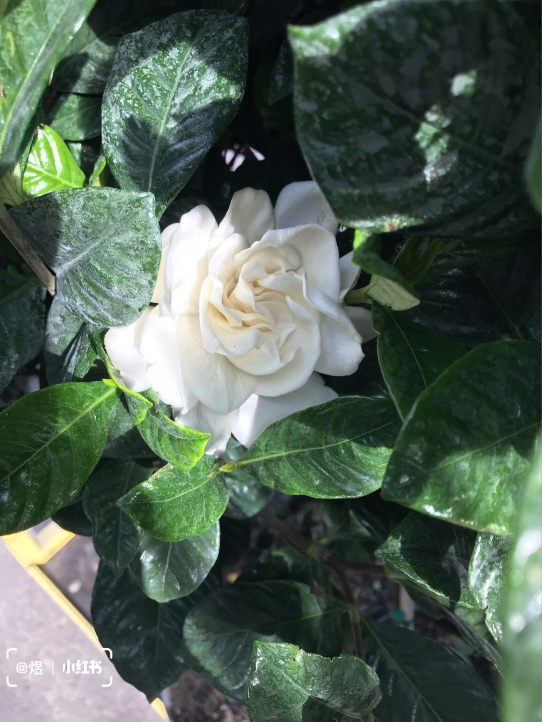 栀子花gardenia