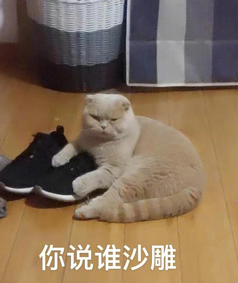 沙雕猫追火车图片