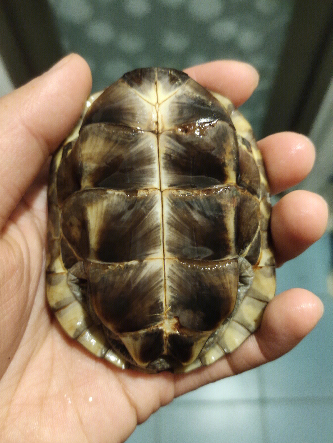 巴西龟的腹部花纹图片