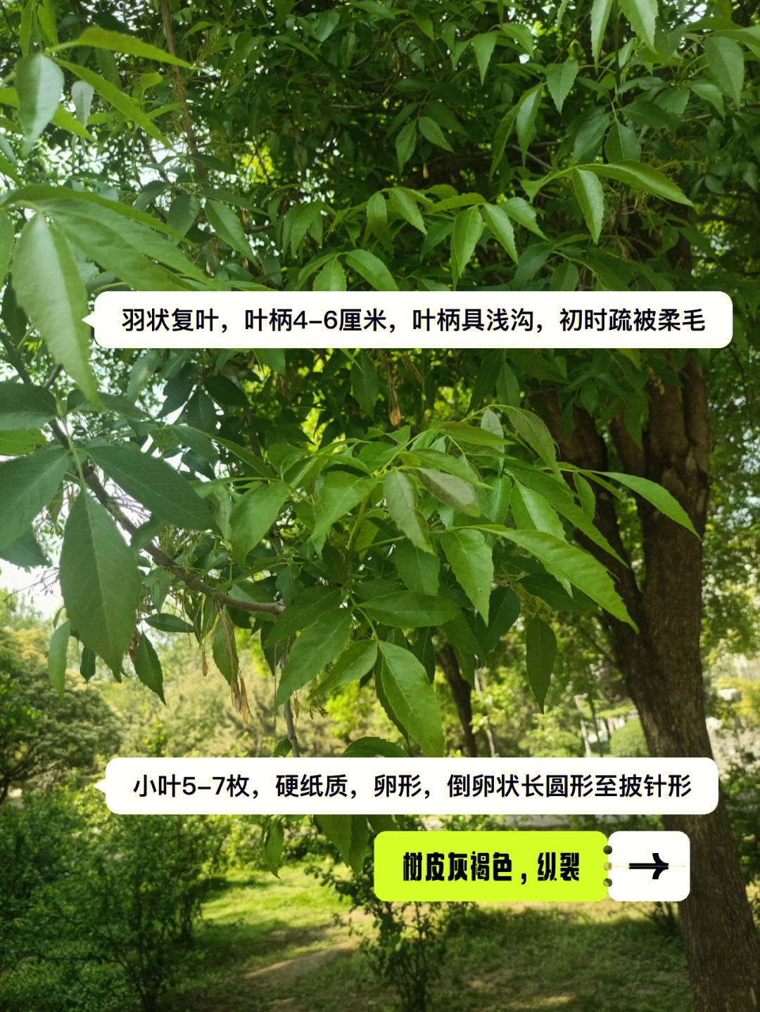 黄蜡木简介图片