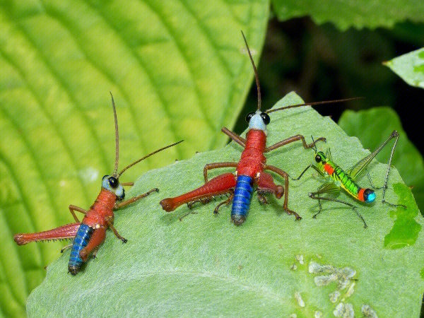 opaon varicolor 蝗虫科的一种短角蝗虫产于热带南美洲