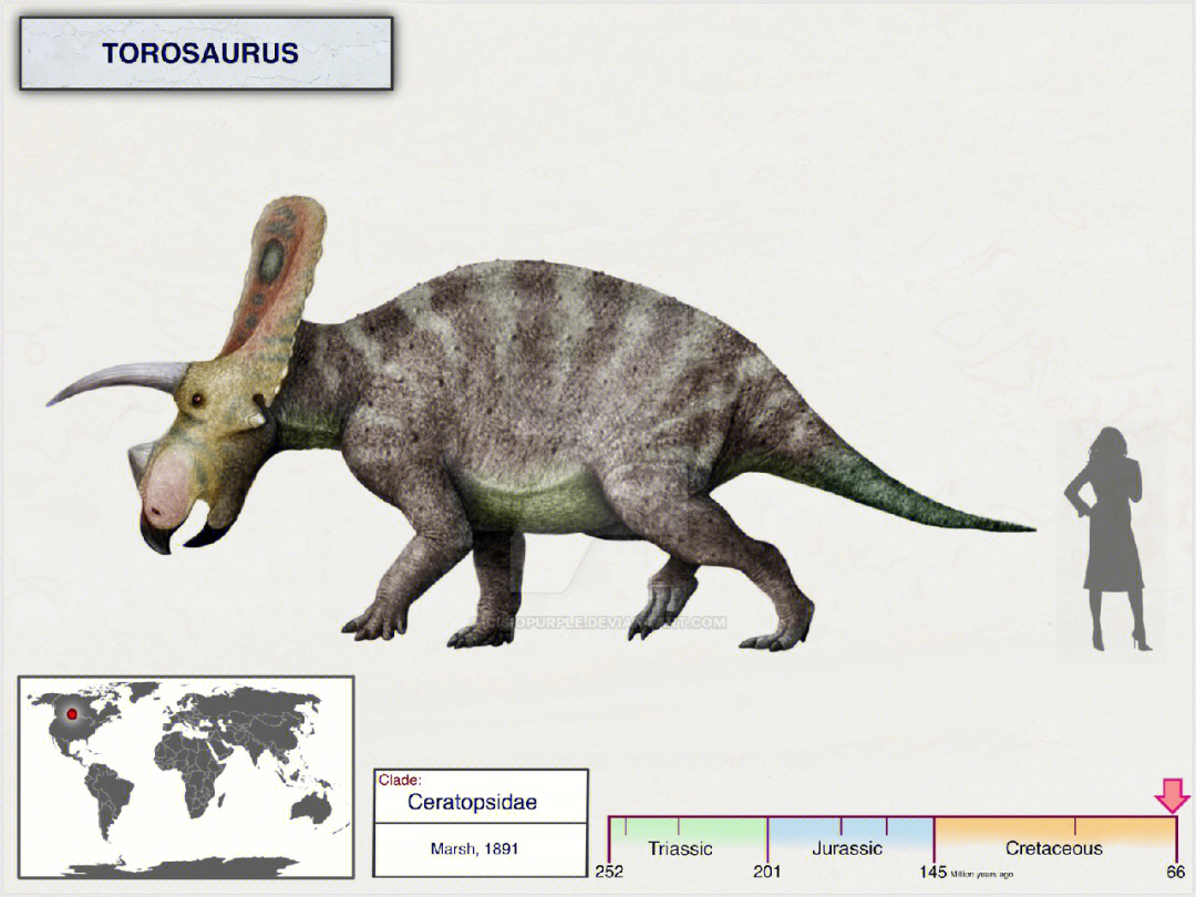 torosaurus图片