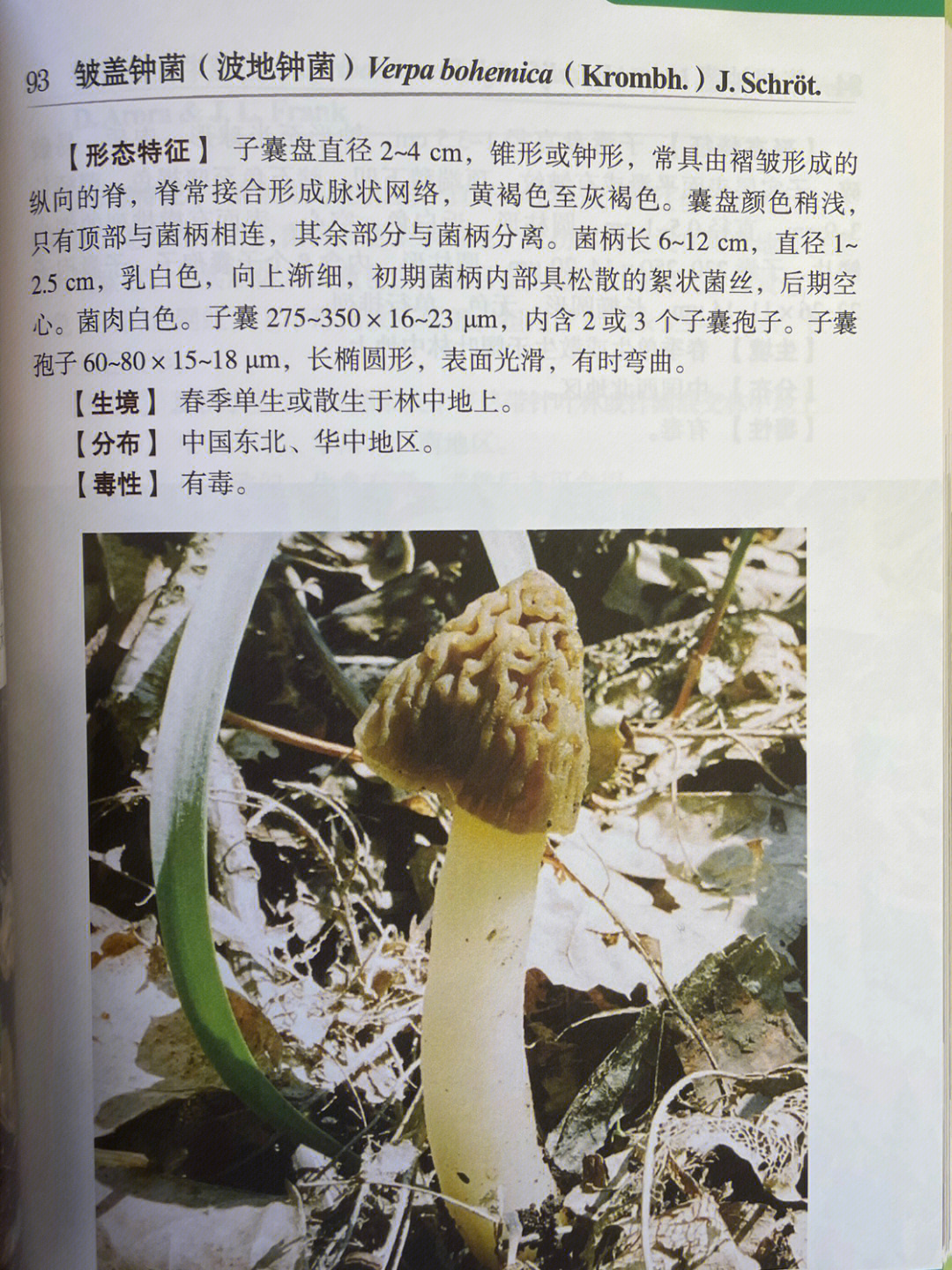 和羊肚菌极其相似的毒蘑菇