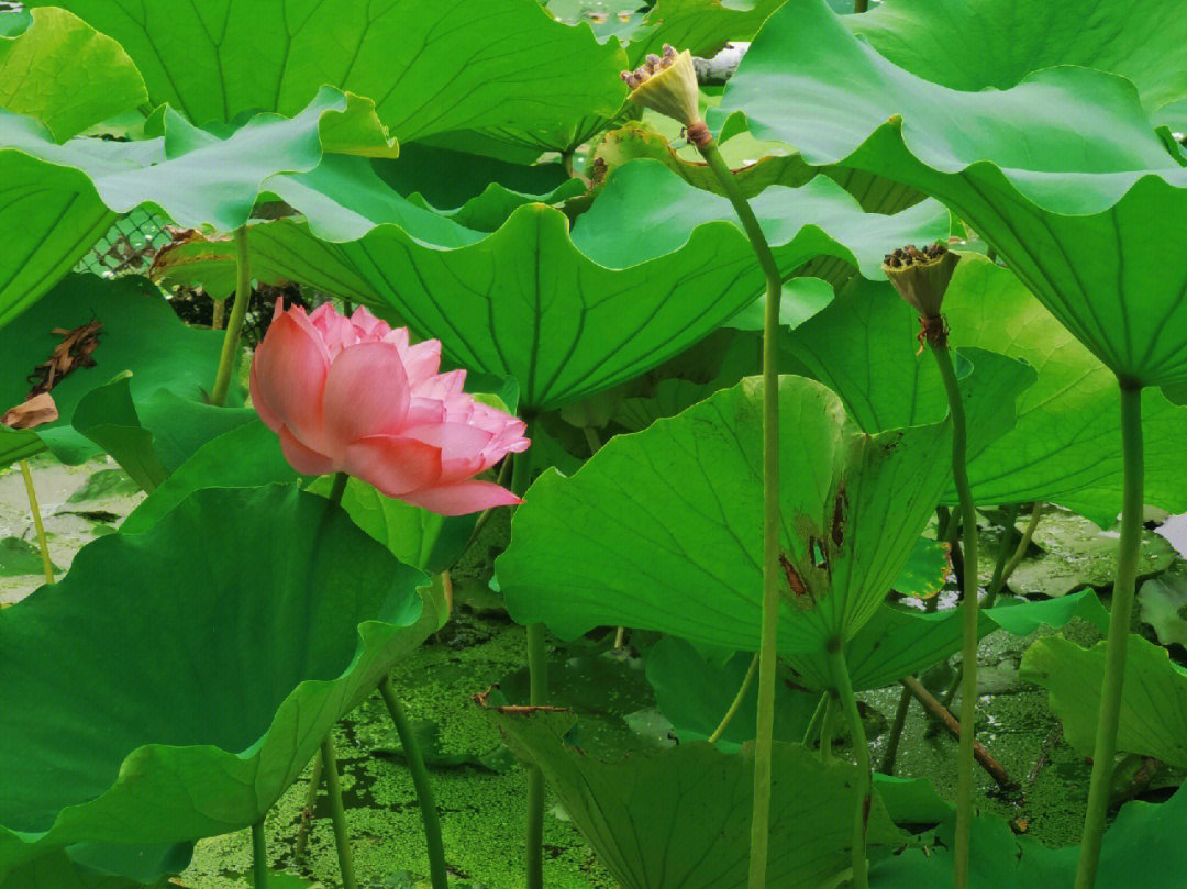 夏天夏天悄悄过去