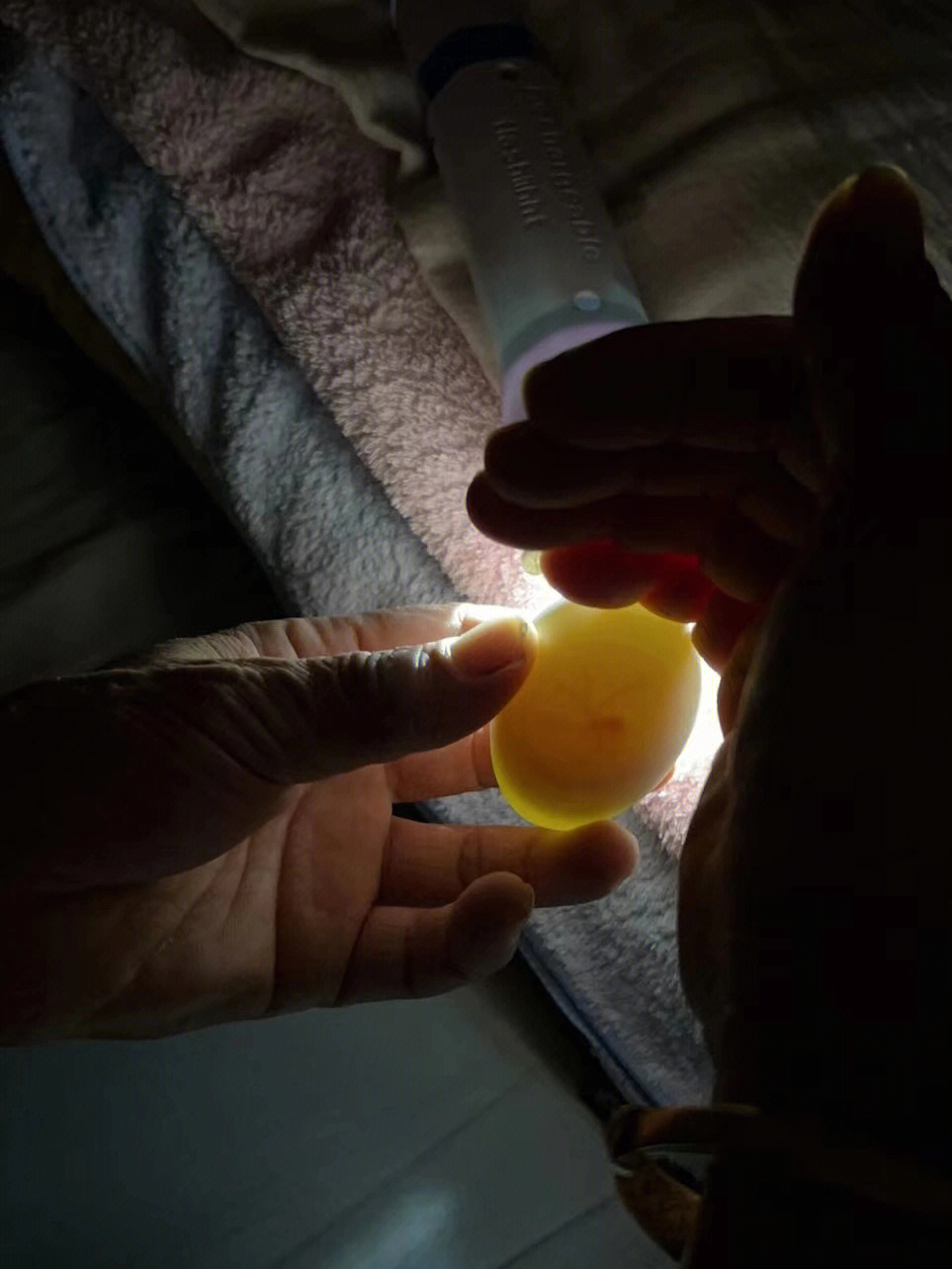 孵鸭蛋28天照蛋图图片