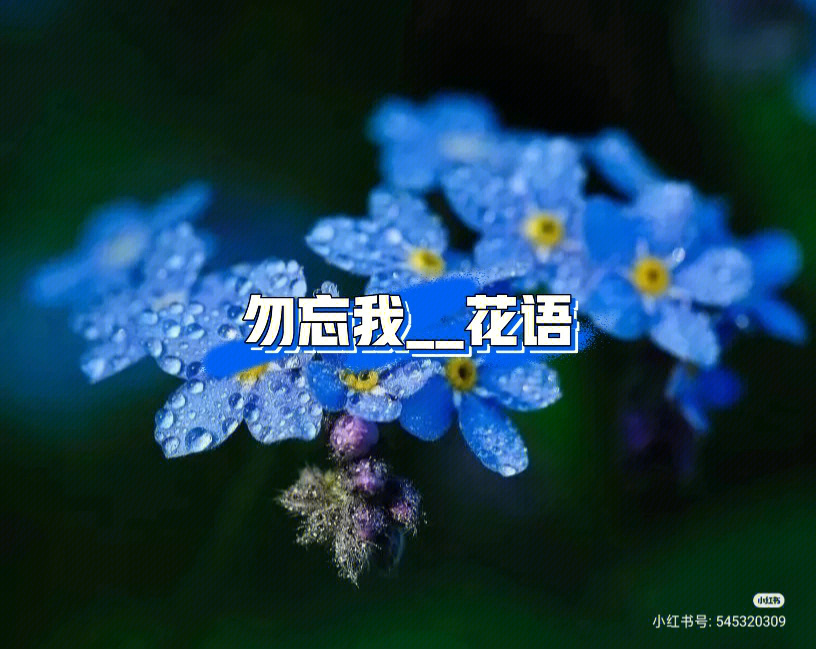 勿忘我花语图片 花字图片