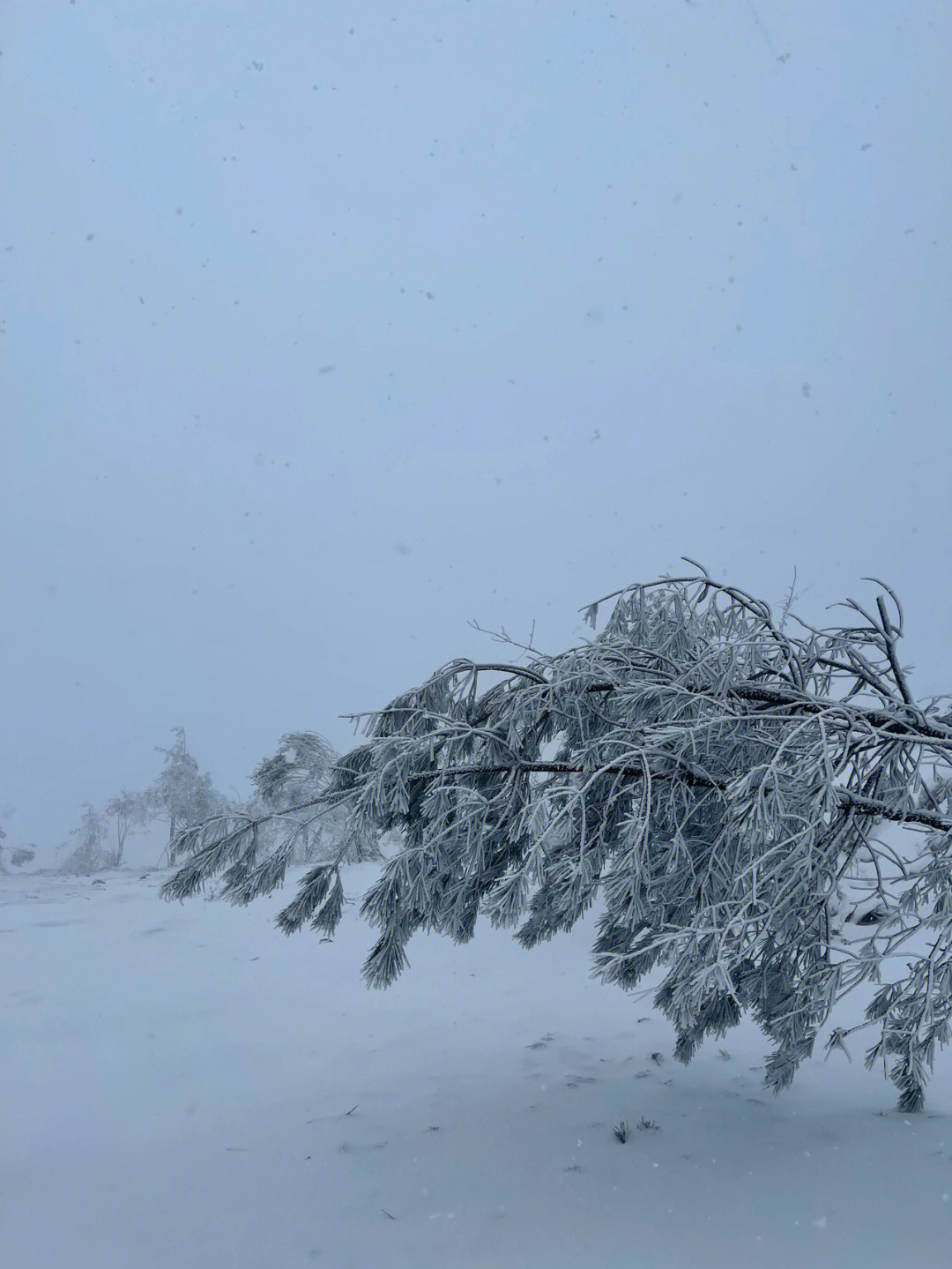 大寺基滑雪场图片