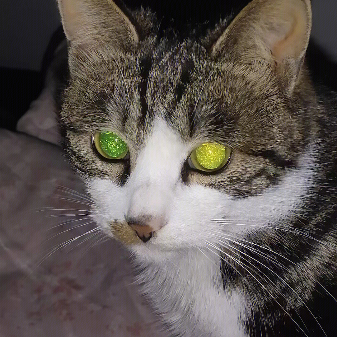 为什么我家猫的眼睛会是这个颜色