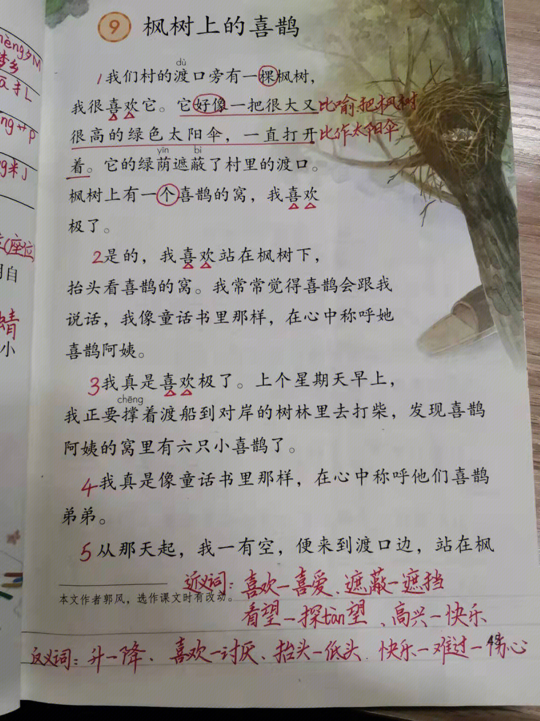 枫树上的喜鹊作业本图片