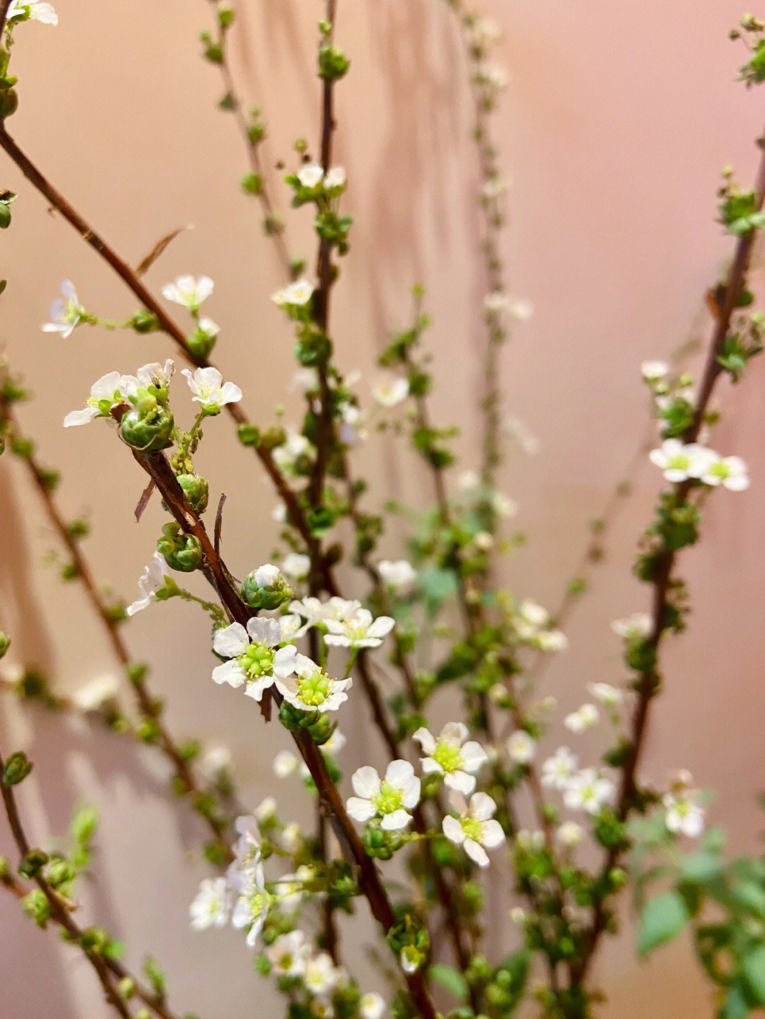 早春时节草木萌发万象更新