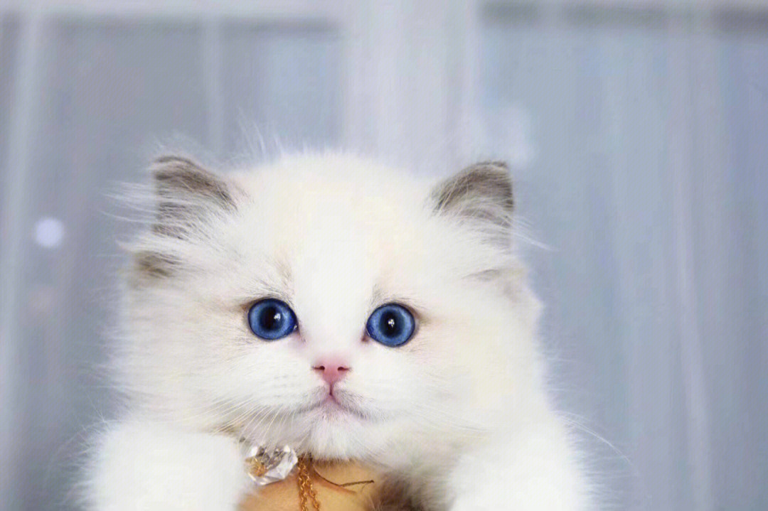 蓝眼睛的猫咪种类图片