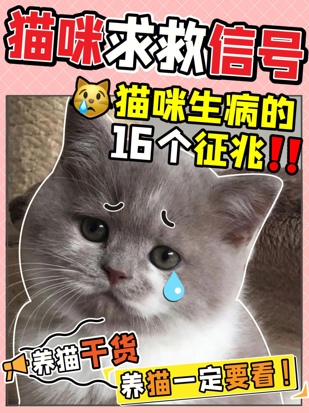 下面给大家科普猫咪生病前的16种信号6015快码住95-99眼睛的